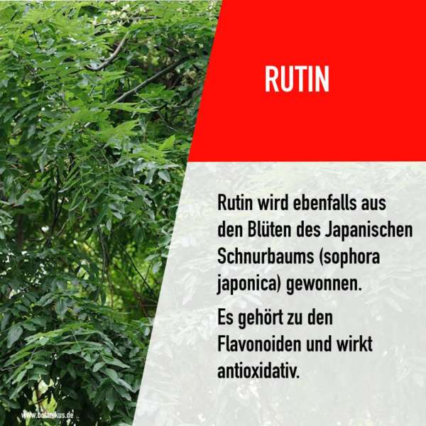 rutin_opc