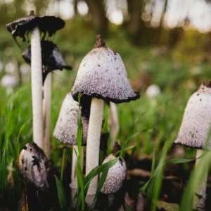 vitalpilz Coprinus Comatus Schopftintling