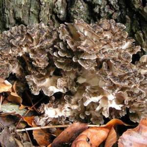 vitalpilz maitake