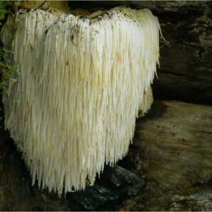 vitalpilz-Igelstachelbart-Hericium-erinaceus