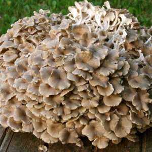 vitalpilz-Polyporus_umbellatus-eichhase