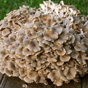 vitalpilz-Polyporus_umbellatus-eichhase