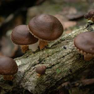 vitalpilz shiitake