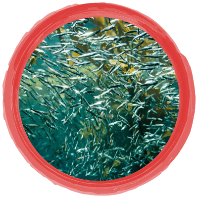 omega 3 nahrungsergänzung