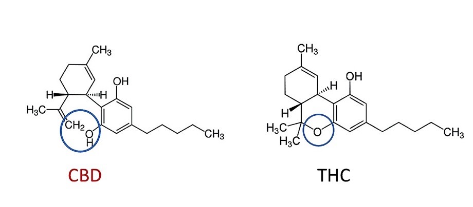 cbd thc unterschied